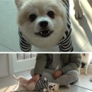 뿌리동물농장 이미지