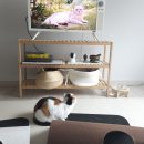 도담캣 | 고양이 펫시터 캣시터 방문탁묘 후기 삼색고양이 똑분이