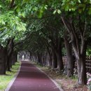 낙동제방 이미지