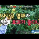 탱자나무 이미지