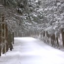 제주 사려니숲길 겨울 모습은 이렇습니다 도로통제되었던 날 이미지