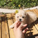 몽글몽글 이미지