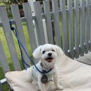 라운지독 | 홍천 소노펫 카페 띵킹독/라운지 불멍/조식뷔페 셰프스키친 후기