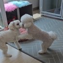 코코펫살롱&호텔 이미지