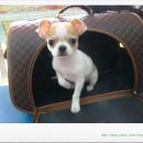 퍼피캣동물병원 이미지