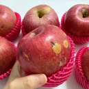 상주시 조합공동사업법인 | 문경시조합공동사업법인 못난이 부사 사과 가성비 좋은 가정용사과 후기