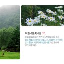 들꽃마을