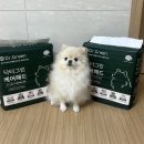 흡수력 좋은 강아지 배변패드 추천 닥터그린 케어패드 후기