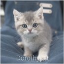 천안 고양이분양 도로시펫 이미지