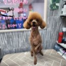 뽀대난 멍냥이 이미지