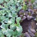 아침농장 이미지