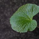이소약국 | 와사비잎 추출물! 이소비텍신 유행하는 이유와 직접 먹어본 후기!