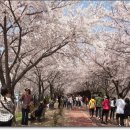 낙동강제방(1) Daum카페