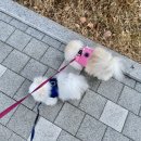 스테이펫 | [목동 신정동 반려동물미용 / 강아지 미용 목욕 호텔] 진짜 깔끔하고 친절하세요!!!