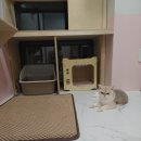 댕냥이살롱 이미지