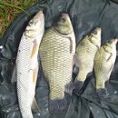 하천리-9 이미지