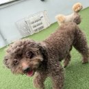 포근멍 애견 유치원 네이버블로그