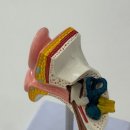 박진우 보청기·윤소희 청각재활센터 광주점 이미지