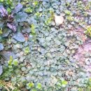 마감/트리얀 구문초 제라늄 베로니카,분홍낮달맞이꽃,옐로우체인(식물체) 이미지