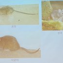 강남구제 | 쥐 설치류 종류와 구제 퇴치 방법 – 방역업체 실제 후기