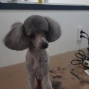 더 편하개 이미지