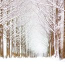 단 2천 원으로 북유럽 풍경을 보다니… 1,300그루가 만든 2.1km 메타세쿼이아 설경길 이미지