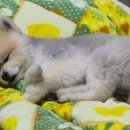 SM펫살롱 이미지