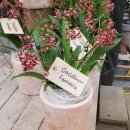 환타지아 이미지