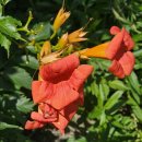 나팔능소화 &#39;마담 게일런&#39;(재배식물) 이미지