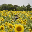 파주시 법원읍 해바라기 축제 이미지