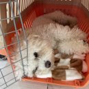 놀러오개 애견유치원 애견호텔 김해점 이미지