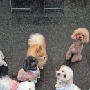 뽀송그루밍 이미지