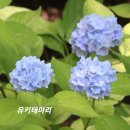 수국 청색꽃 피우기 이미지