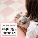 피그월드동물병원 | 세종 아이랑 가볼만한곳 미니피그월드 내돈내산 후기