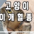 이개내고양이 이미지
