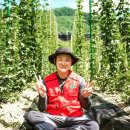 용이 승천한 전설 속 홍천 마을…전국 유일 토종 홉 재배 이미지