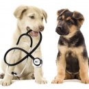 24일산우리동물병원 이미지