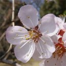 [2월 23일 탄생화] 살구꽃(Prunus) : 아가씨의 수줍음 이미지