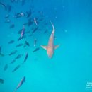 몰디브호텔 | 몰디브 가족여행 하드락호텔 추천 리조트 후기