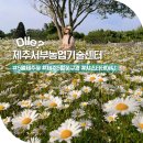 서부농업기술센터 | 제주 5월 꽃구경 샤스타데이지 명소 서부농업기술센터 추천