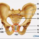 소스토리마음상담코칭 | 치골결합이개 회복을 위한 골든타임(수업후기포함)