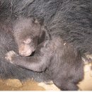 지리산 반달가슴곰의 출산과 죽음 그리고 새끼들 / 사진 첨부 이미지
