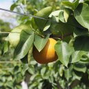 현철농장 이미지