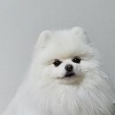 댕블리냥 이미지