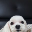 깡아지미용실 네이버블로그