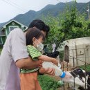 유현 축사 | [일상]연천 애심목장 방문 후기 아이와 함께 가기 좋은 곳 서울 근교 낙농체험 피자만들기체험 치즈체험