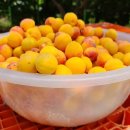 애프리코트(APRICOT) 이미지