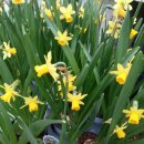 꽃가지화원 이미지