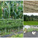 도대1리 마을회관 이미지