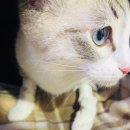 심재웅 동물병원 이미지